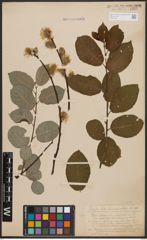 Foto von Salix caprea L.